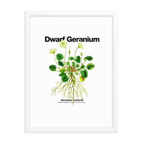 Ripple Dwarf Geranium Art Print