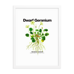 Ripple Dwarf Geranium Art Print